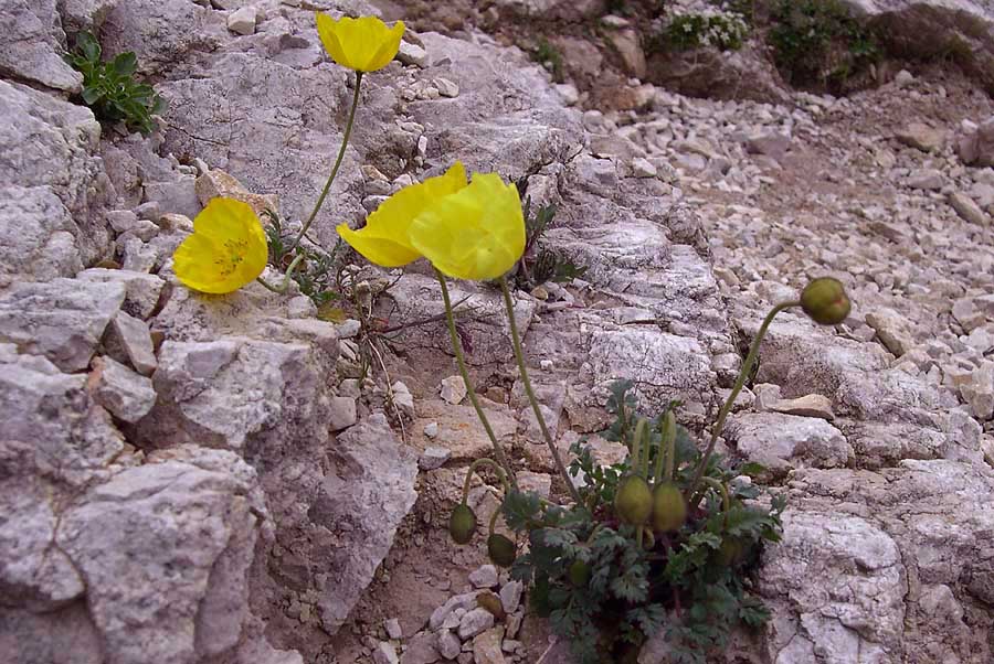 Papaver alpinum  delle Dolomiti